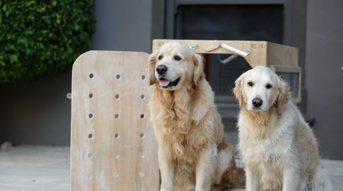 2 Dogs being prepared for pet transport.